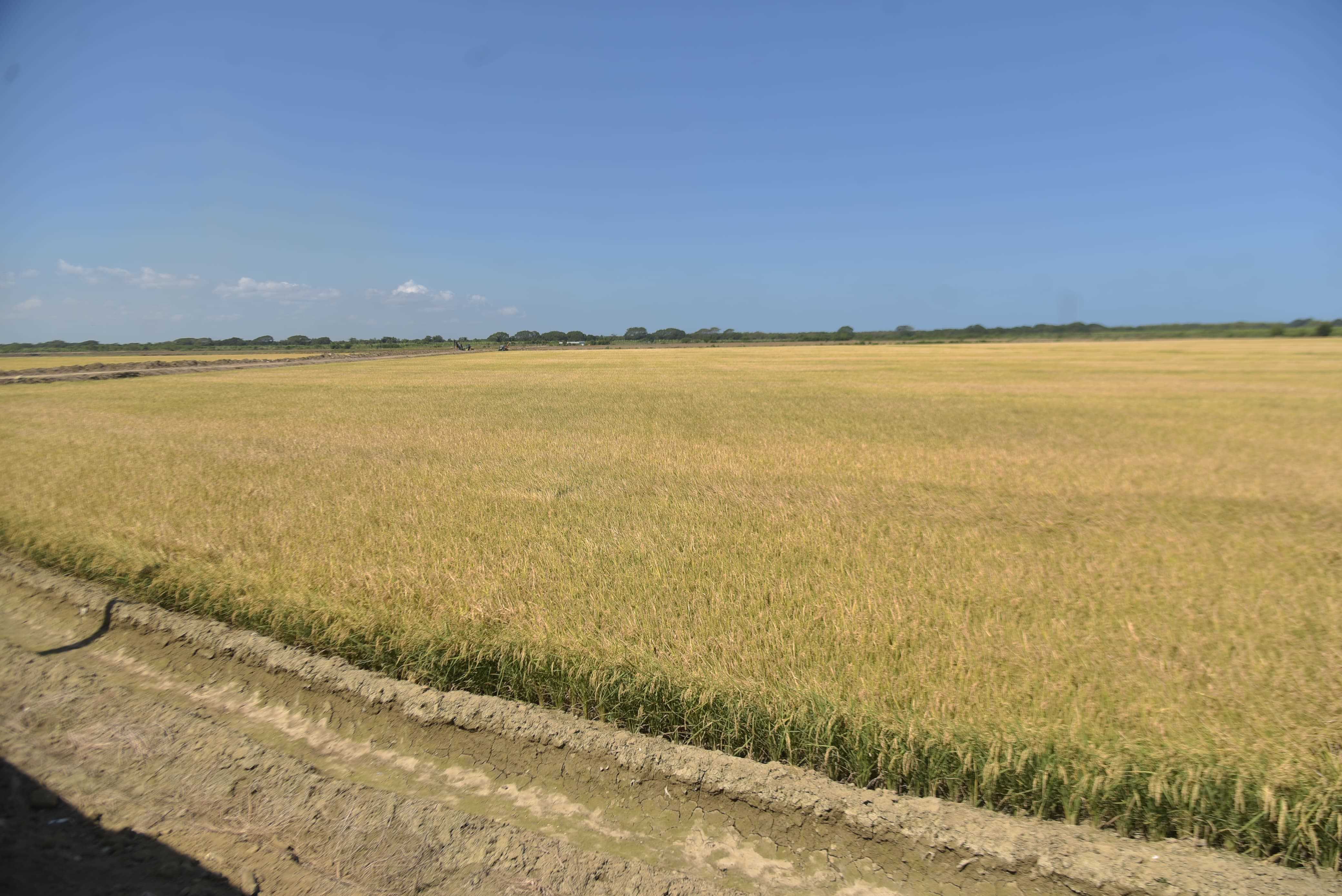 Vista de las tareas de arroz sembradas en la estación expermiental en La Cruz de Manzanillo, Montecristi.