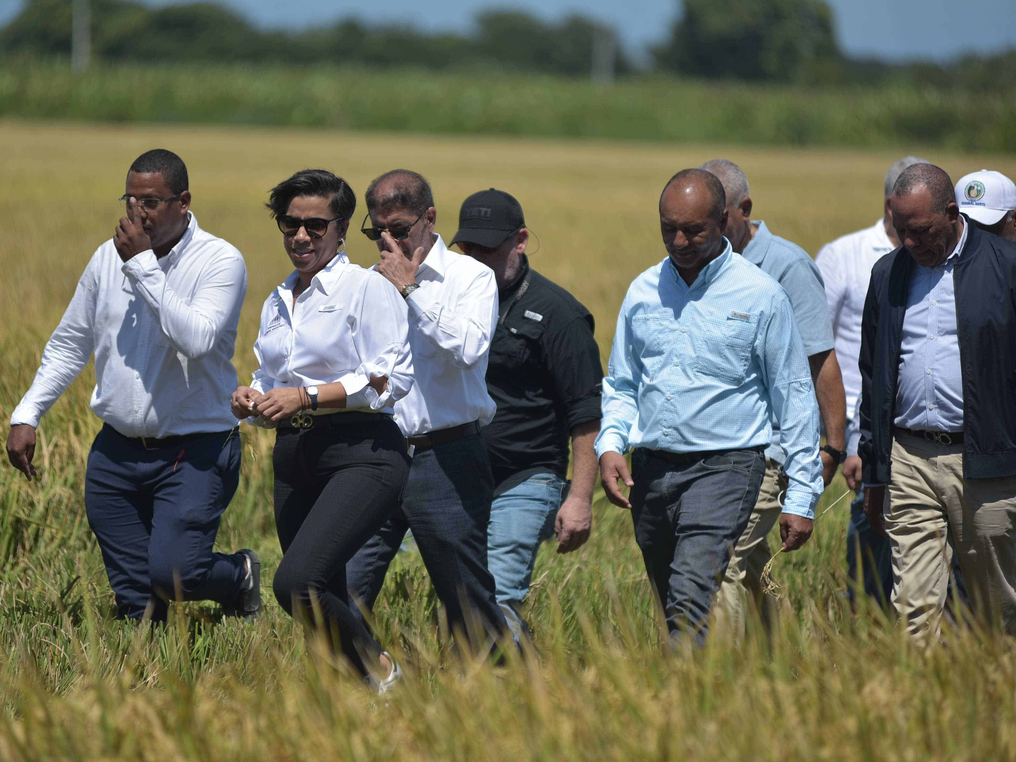 Las autoridades agropecuarias, encabezadas por el ministro Limber Cruz, caminan por los pastizales de arroz del nuevo proyecto experimental en La Cruz de Manzanillo, Montecristi.