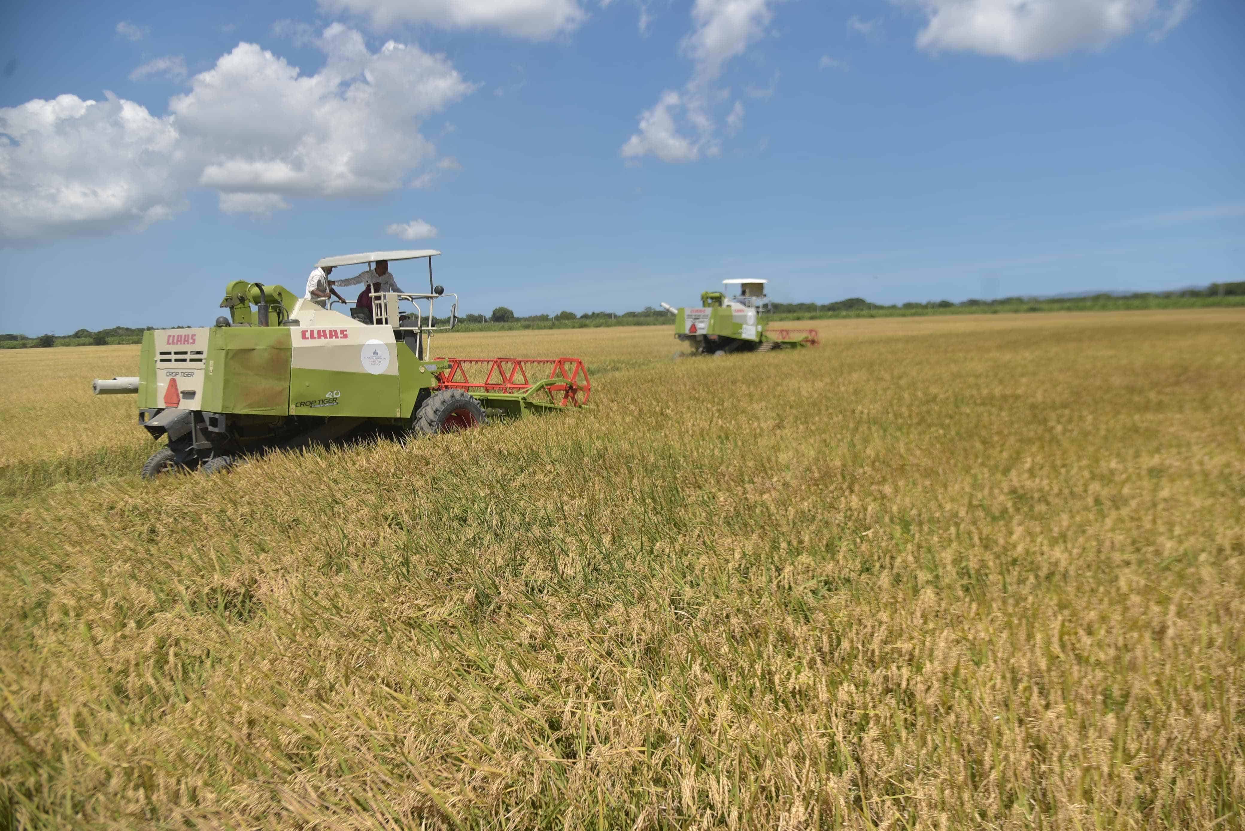 Las máquinas cosechadoras de arroz recogen el cultivo de manera automatizada.