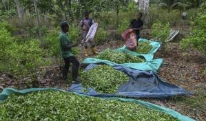 Producción anual de cocaína emite tanto dióxido de carbono como el uso de dos millones de vehículos