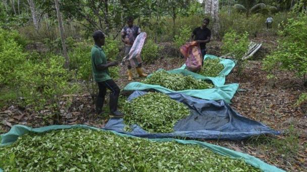 Producción anual de cocaína emite tanto dióxido de carbono como el uso de dos millones de vehículos