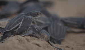 Las tortugas marinas anidan antes en respuesta al cambio climático