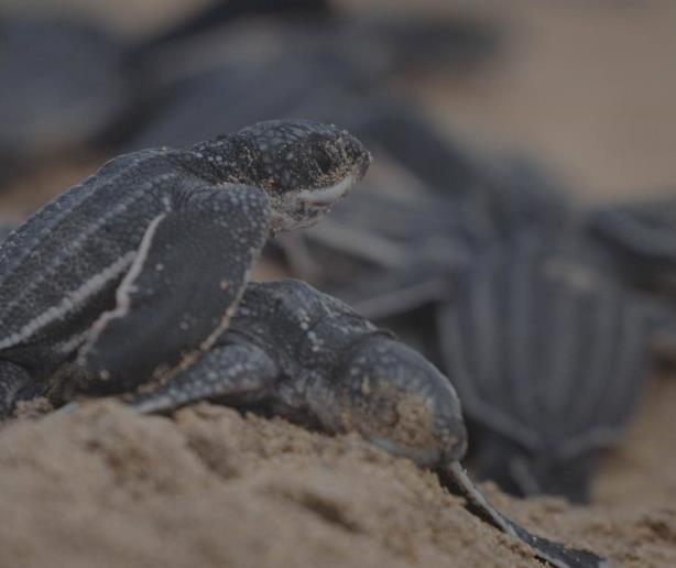 Dan inicio a la nueva temporada de anidamiento de tortugas marinas en Miches