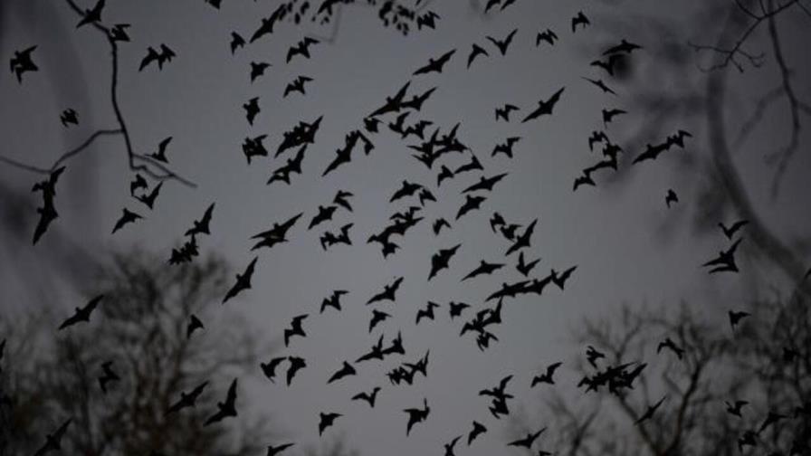 Un estudio alerta de que el calentamiento global afecta a hibernación de los murciélagos