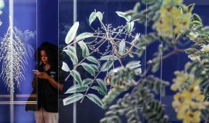 Un gigantesco árbol de la Amazonía es el protagonista de un nuevo museo en Río