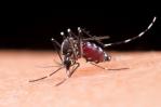 Detectan 4,808 casos sospechosos de dengue en las primeras ocho semanas de 2024