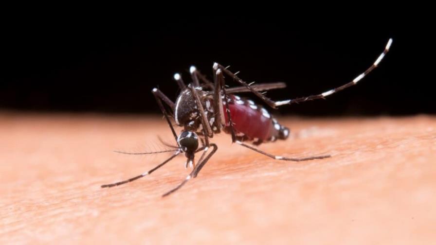 Detectan 4,808 casos sospechosos de dengue en las primeras ocho semanas de 2024