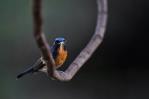 Pájaros, escarabajos e insectos podrían ayudar a reemplazar los pesticidas, según un estudio Pájaros, escarabajos e insectos podrían ayudar a reemplazar los pesticidas, según un estudio