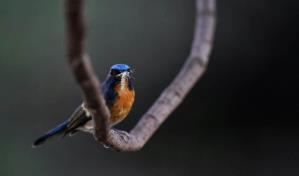 Pájaros, escarabajos e insectos podrían ayudar a reemplazar los pesticidas, según un estudio