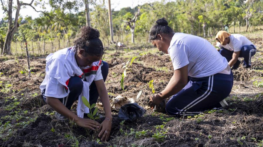 Realizan jornada de reforestación con método Miyawaki en comunidad de SDN