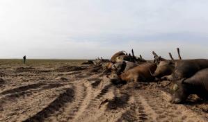 Miles de cabezas de ganado han muerto por incendios que siguen ardiendo en Texas