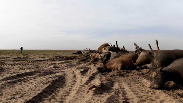 Miles de cabezas de ganado han muerto por incendios que siguen ardiendo en Texas