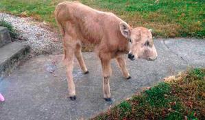 Becerra de dos caras prospera en Luisiana a pesar de las adversidades