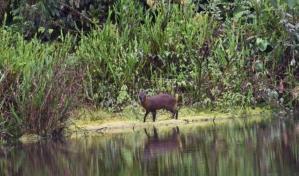 Pudú de Huancabamba, nueva especie de venado descubierto para la ciencia en norte de Perú