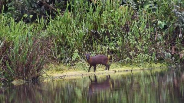 Pudú de Huancabamba, nueva especie de venado descubierto para la ciencia en norte de Perú