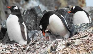 El cambio climático modifica algunos rasgos de la personalidad de los pingüinos