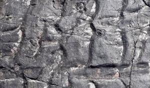 El bosque más antiguo de la Tierra, revelado en fósiles ingleses