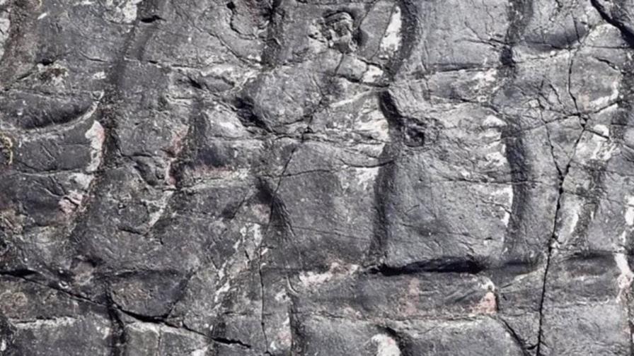 El bosque más antiguo de la Tierra, revelado en fósiles ingleses