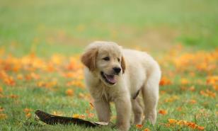 ¿Castrar el golden retriever?