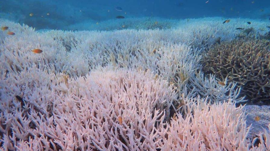 La Gran Barrera de Coral sufre su quinto blanqueo desde 2016 por la crisis climática