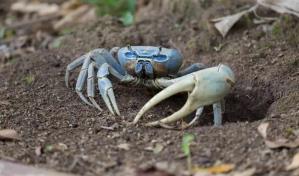 Anuncian veda de captura y comercialización de cangrejos, langostas y otras especies