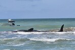 Muere ballena que qued&oacute; varada en playa de Florida