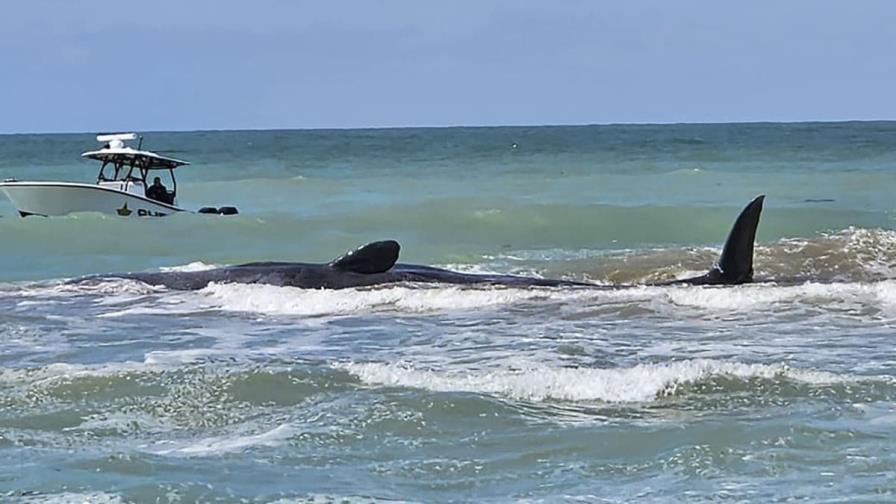 Muere ballena que quedó varada en playa de Florida