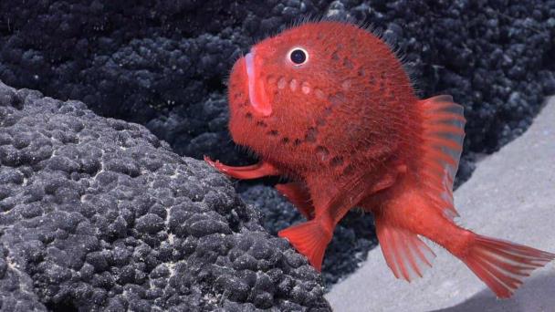 Descubren un tesoro de biodiversidad en las costas de Chile y Perú