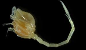 Descubren unas cien nuevas especies marinas en las profundidades oceánicas neozelandesas