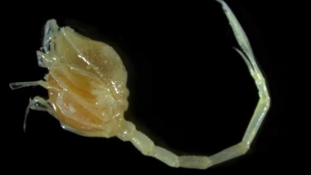 Descubren unas cien nuevas especies marinas en las profundidades oceánicas neozelandesas