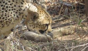 El nacimiento de cinco crías de guepardo en la India esperanza a las autoridades