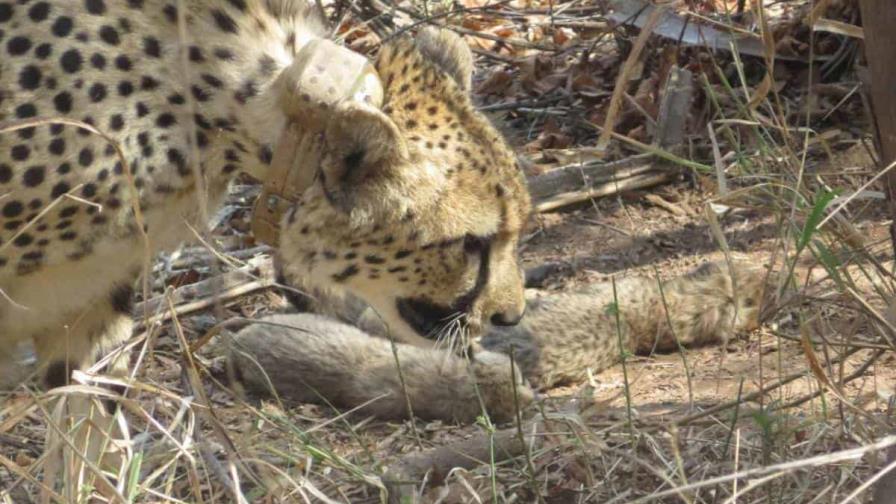 El nacimiento de cinco crías de guepardo en la India esperanza a las autoridades