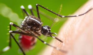 Hallan que el Aedes aegypti se adapta a temperaturas locales en medio de crisis climática