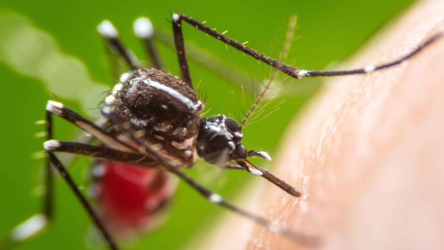 Hallan que el Aedes aegypti se adapta a temperaturas locales en medio de crisis climática