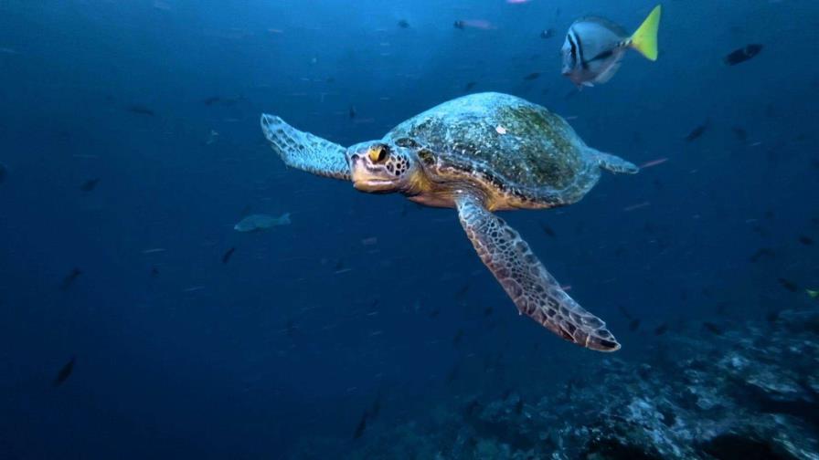 Greenpeace pide crear reserva marina mundial en altamar junto a Galápagos