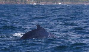 Identifican dos nuevas especies de ballena en Portugal con fósiles hallados hace 2 siglos