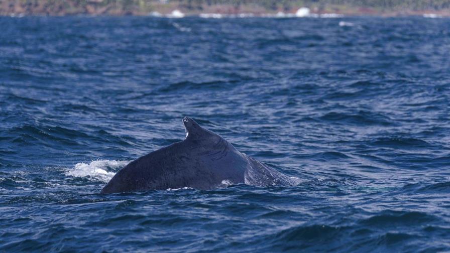 Identifican dos nuevas especies de ballena en Portugal con fósiles hallados hace 2 siglos