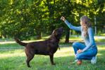 Interactuar con perros alivia al estrés, según estudio