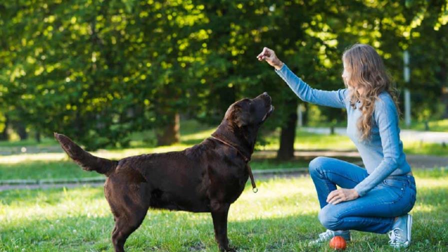 Interactuar con perros alivia al estrés, según estudio