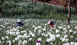 El opio florece en Birmania entre el caos de la junta militar