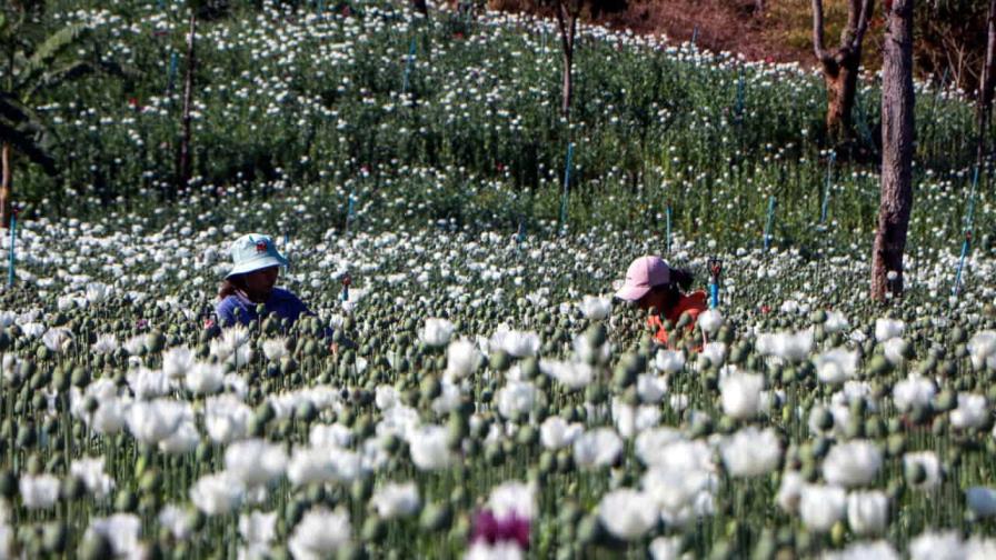 El opio florece en Birmania entre el caos de la junta militar