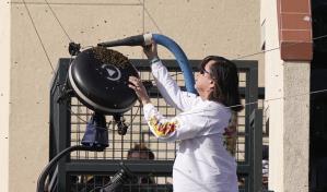 Abejas obligan a parar casi dos horas el duelo entre Alcaraz y Zverev en Indian Wells