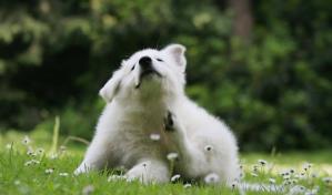 La molestia de las garrapatas en los perros