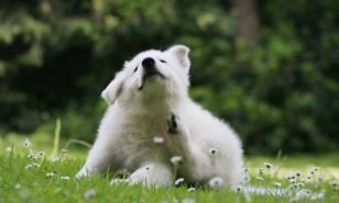 La molestia de las garrapatas en los perros