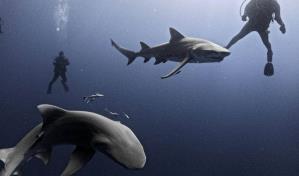 Florida es el lugar con más mordeduras de tiburones, pero aún no anule sus vacaciones