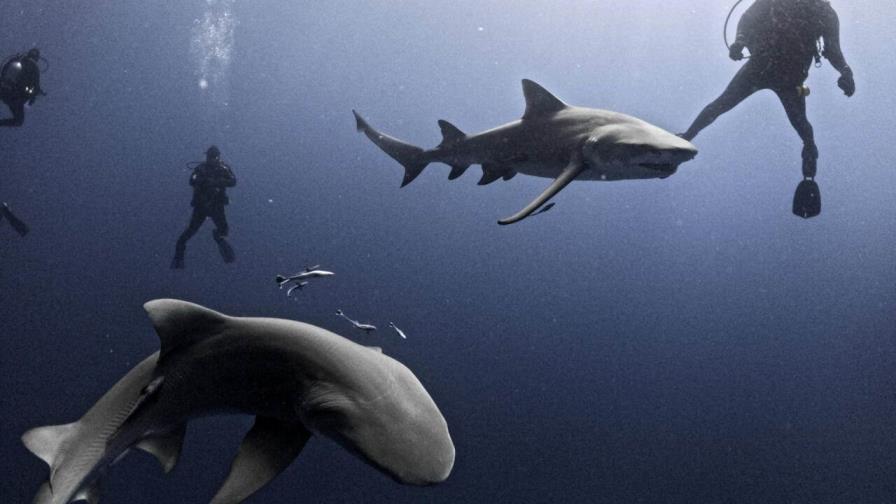 Florida es el lugar con más mordeduras de tiburones, pero aún no anule sus vacaciones