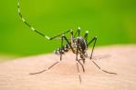Los casos de dengue suben un 385 % en México Los casos de dengue suben un 385 % en México