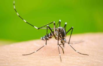 Argentina vive la peor crisis de dengue de su historia