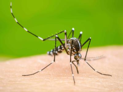 Brote de dengue en Argentina alcanza al menos 161 fallecidos