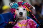 Cientos de perros disfrazados van a iglesia de Nicaragua a ver a San Lázaro